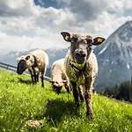 Seefeld Alpin - Tiroler Stube Daire