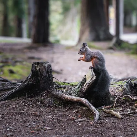 Seefeld Alpin - Gemuetliche Tiroler Stube Apartment *