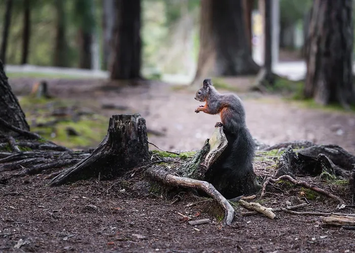 Seefeld Alpin - Gemuetliche Tiroler Stube Апартаменты *